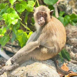 Curious macaques often make an appearance on Monkey Beach, adding a dash of wild charm to your day - Premium Phi Phi Bamboo island tour