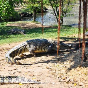 The Million Years Stone Park Crocodile Farm