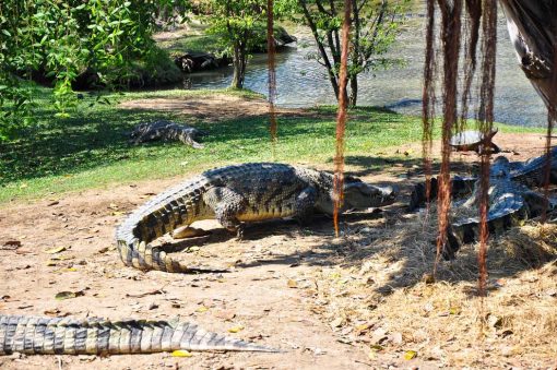 The Million Years Stone Park Crocodile Farm