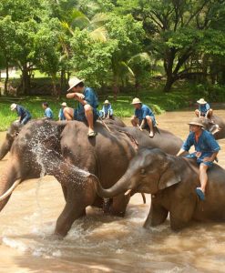 Lampang Elephant center tour Chiang Mai