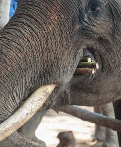 Lampang Elephant center tour Chiang Mai