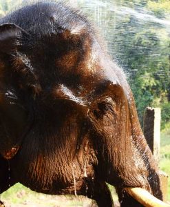 Ran Tong Elephant care full day tour Chiang Mai