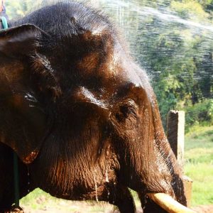 Ran Tong Elephant care full day tour Chiang Mai