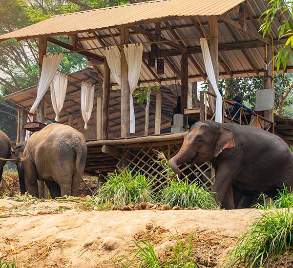 Khao Lak highlight tour Elephant bathing from Khao Lak