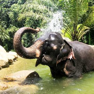 Phuket Elephant bathing Tubing Jungle Trek