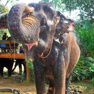 Phuket Elephant bathing Tubing Jungle Trek