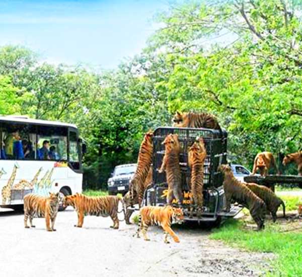 Safari world tour with Marine Park and Lunch from Bangkok