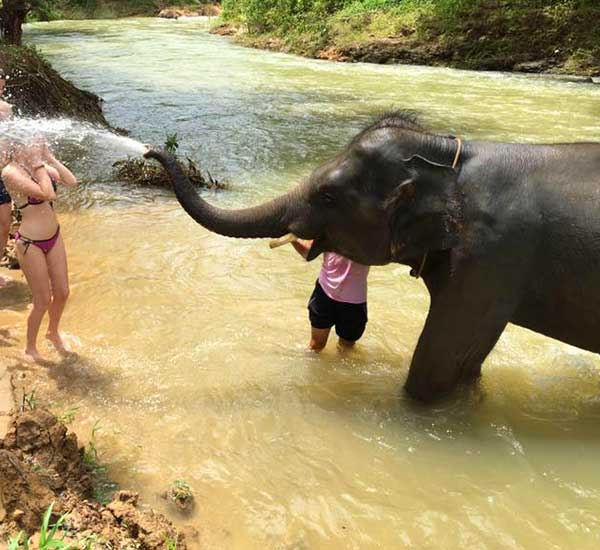 Phang Nga tour Elephant experience from Phuket
