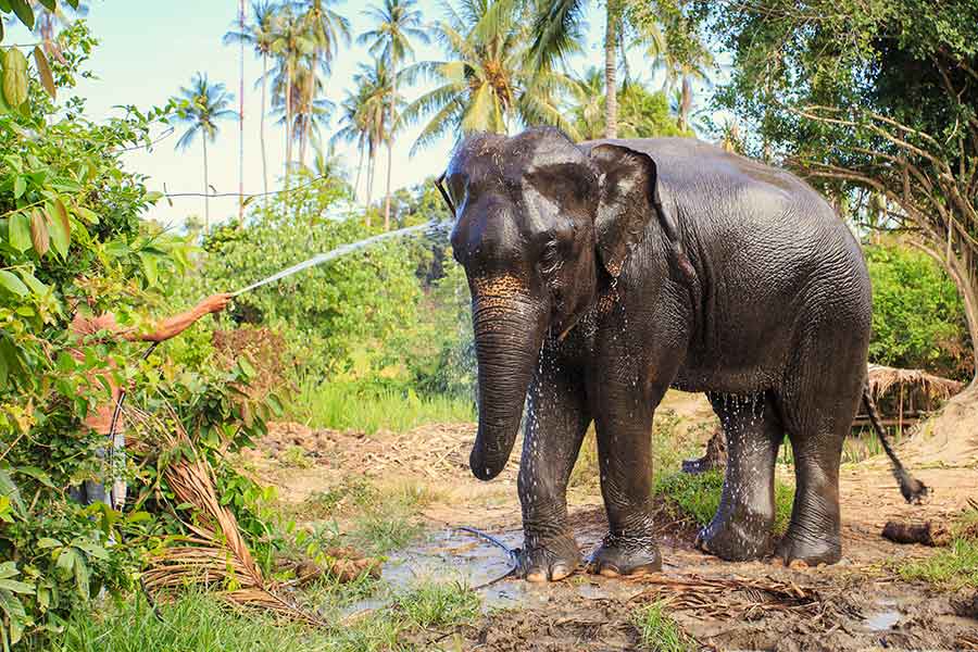 Phuket elephant sanctuary 