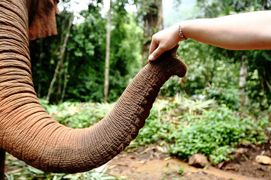 Explore famous Phuket elephant sanctuaries to protect wonderful giants