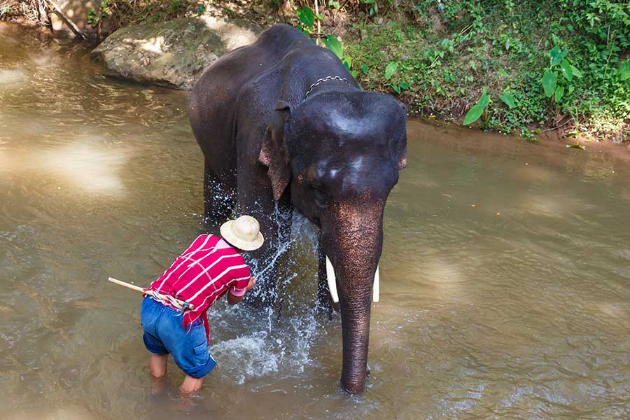 Chiang Mai Elephant Sanctuary
