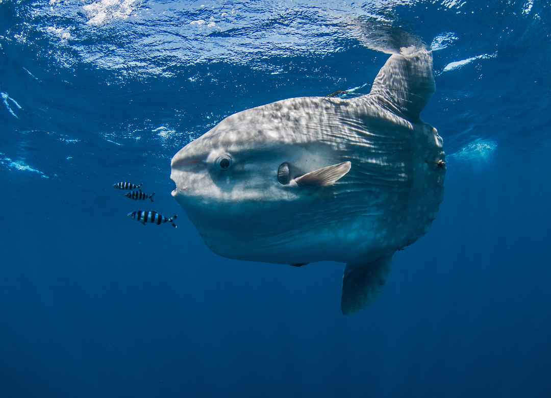 The Best Time to See Mola Mola in Nusa Penida