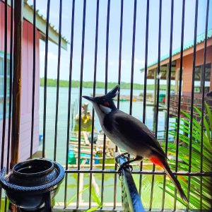 Private Longtail Boat Tour to James Bond Island with Canoe Adventure - Red-Whiskered Bulbul at Traditional Thai Waterfront Village