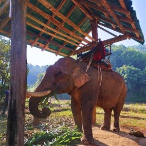 Capture the essence of Northern Thailand's wilderness on our Chiang Rai Jungle Trekking expedition