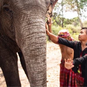 Feeding time is a joyous occasion on the Maetaeng Elephant Park Private Half Day Tour