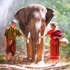 Maetaeng Elephant Park and Care Private Half Day Tour from Chiang Mai