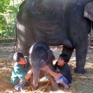 Make a splash with your new elephant friends on the Maetaeng Elephant Park Private Half Day Tour