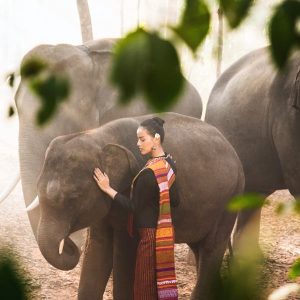 Step into a sanctuary of compassion and care on the Maetaeng Elephant Park Private Half Day Tour