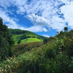 Wander through lush tea plantations