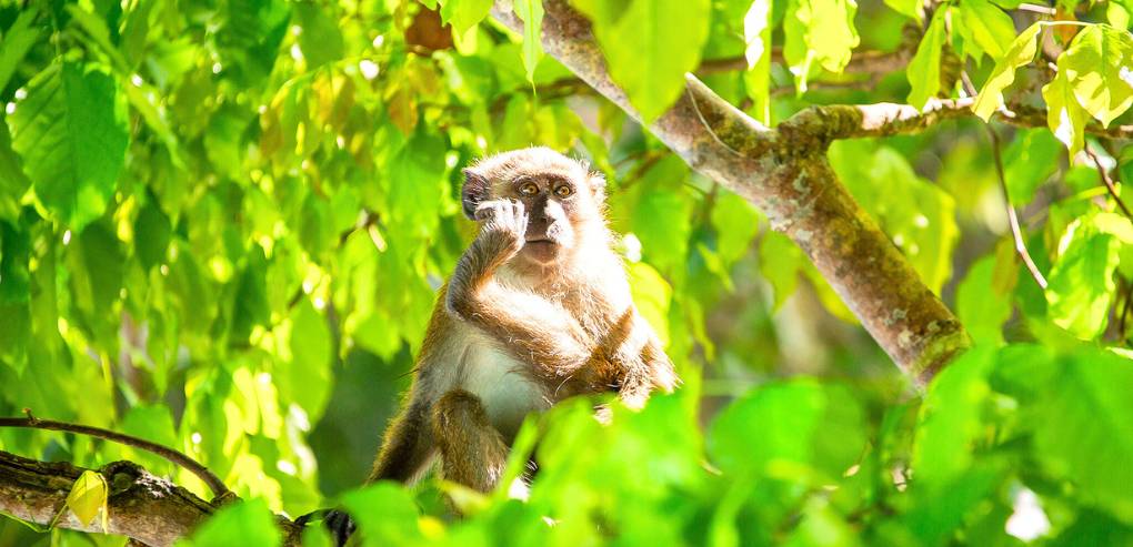 Current Phi Phi Island Tour from Laguna Bang Tao Options - Your 2025 Island Adventures