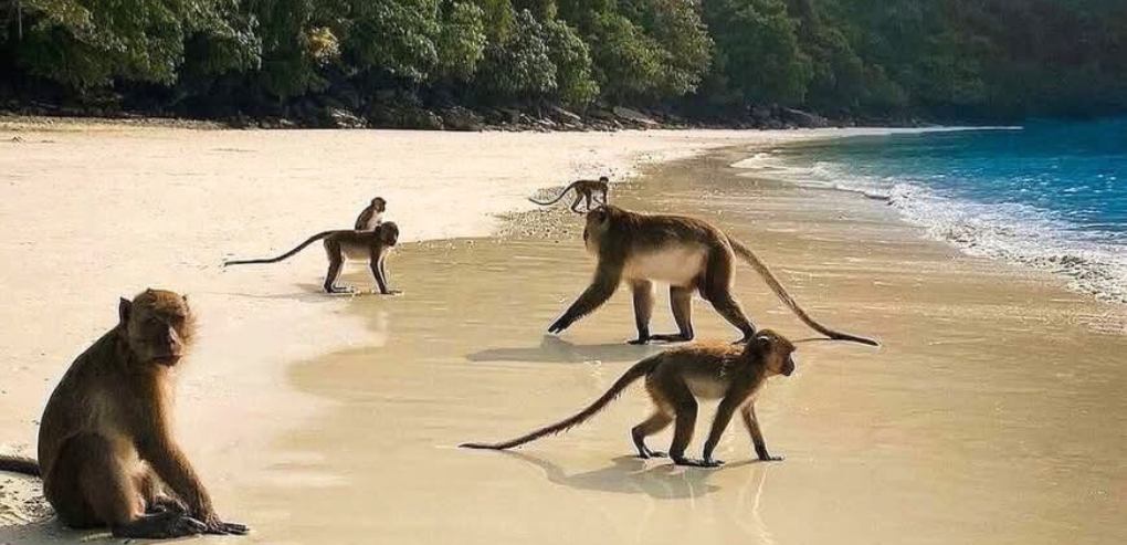 Group Tour Phi Phi Islands Price Per Person – The Real Cost Comparison - Phi Phi Island Tour Package Price